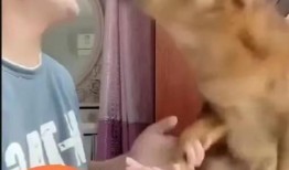 黑心宠物爆料视频大全集,视频大全集深度剖析